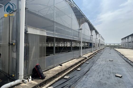 Qualità Serra idroponica prefabbricata multi-span con pellicola PE UV stabilizzata e dimensioni personalizzabili per la produzione di erbe fabbrica