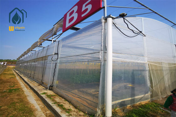 Good price Energy Efficient Multi Span Greenhouse With High Light Transmittance And Good Ventilation For Herb Production online