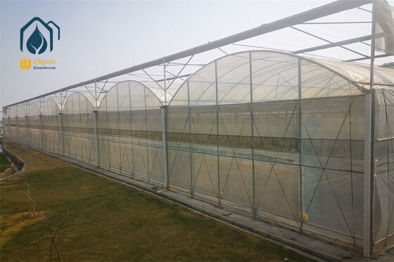 Un buon prezzo. Serra multi-campata ad alta trasmissione luminosa con buona ventilazione e struttura robusta per l'agricoltura su larga scala in linea