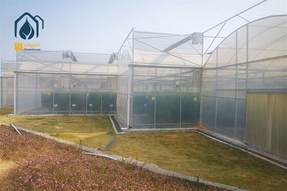 Un buon prezzo. Serre in plastica multi-spano con elevata trasmissione luminosa, buona ventilazione e struttura robusta in linea