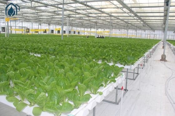 Goede prijs. Hooglichtdoorlatende Multi-Span Kruidenkas met Goede Ventilatie en Sterke Structuur online