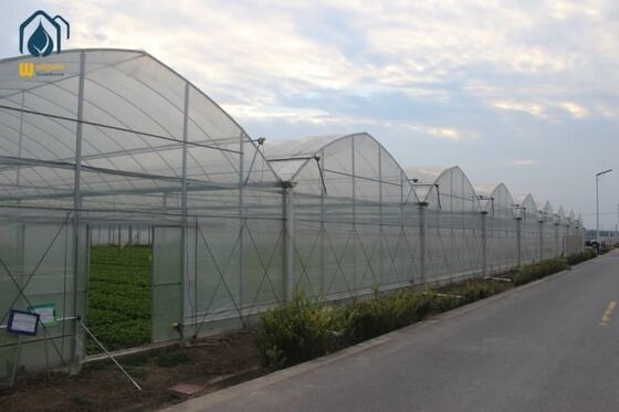 品質 大規模野菜生産向け、高光線透過率、換気性能、強固な構造を備えた商業用マルチスパン温室 工場