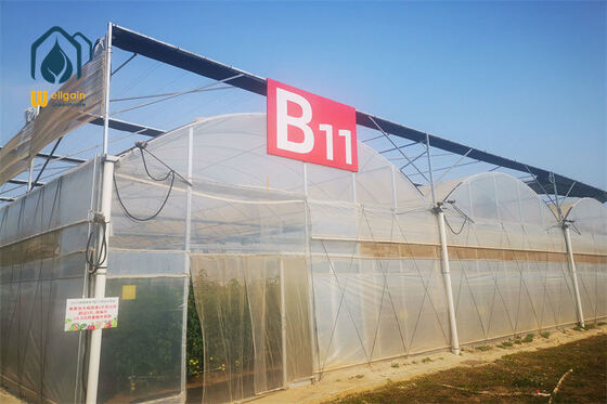 Un bon prix. Serre Multi-Travées à Haute Transmission Lumineuse avec Bonne Ventilation et Structure Solide pour l'Agriculture Commerciale en ligne