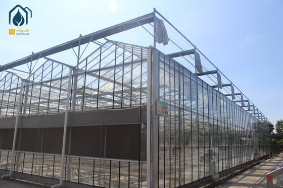 Un bon prix. Serre modulaire en verre avec une largeur de travée de 12 m et un cadre en acier galvanisé pour la production de tomates toute l'année en ligne