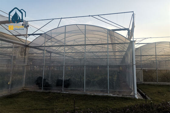 Bom preço. Estufa multi-span de calha de coleta de água da chuva com sistema de reciclagem de água para agricultura sustentável on-line