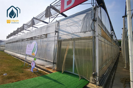 Qualità Serra multi-porta predisposta per l'inverno con isolamento termico e protezione antigelo... fabbrica