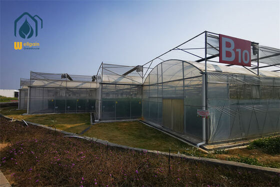 Good price 50 Mesh Insect Net Multi Span Greenhouse with Integrated Side Vent Screens WELLGAIN Agricultural Greenhouse Solution online