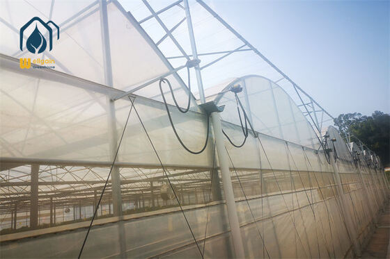 Un buon prezzo. Serra multi-span con irrigazione a goccia e a pioggia integrata con iniezione di fertilizzante... in linea