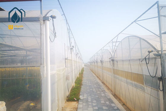 Qualità Serra multi-porta DWC per colture in acque profonde per la coltivazione di lattuga ed erbe aromatiche Soluzione di serra agricola WELLGAIN fabbrica