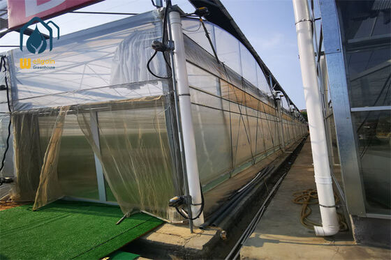 قیمت خوب NFT Hydroponic Multi Span Greenhouse for Leafy Greens Production تجاری راه حل گلخانه کشاورزی WELLGAIN آنلاین