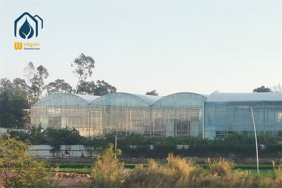 Calidad Invernadero de varios tramos con clasificación de carga de nieve pesada y estructura de columna reforzada Solución de invernadero agrícola WELLGAIN fábrica