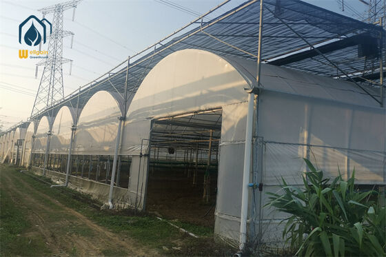 Qualidade Estufa de túnel multi-span com largura de 9,6 m, solução de cultivo comercial, comprimento personalizado... fábrica