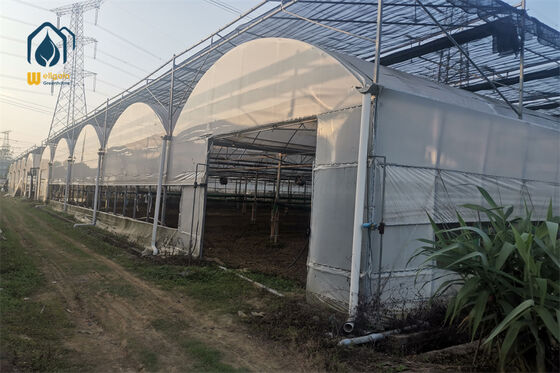 Bom preço. Estufa agrícola de vários vãos de grande escala com 12 m de largura e baías expansíveis... on-line