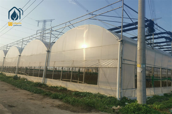 Quality Large Hot-Dip Galvanized Steel Structure Multi Span Greenhouse with 15-20 Year Lifespan... factory