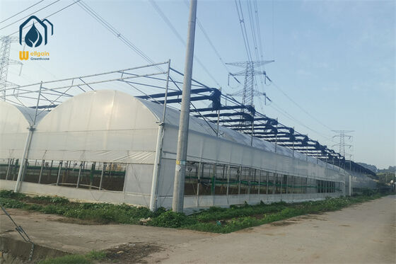 Good price Corrosion Resistant 275gsm Zinc Coated Galvanized Steel Frame Film Greenhouse WELLGAIN Agricultural Greenhouse Solution online
