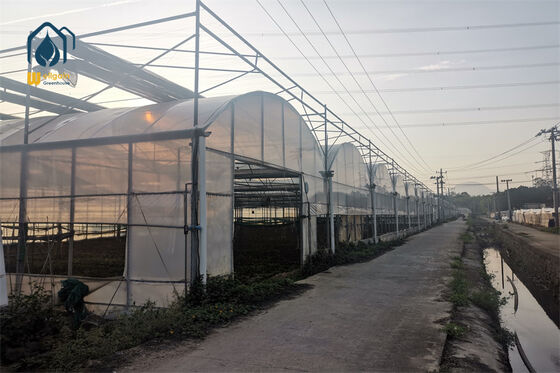Kwaliteit Prefab Multi Span Kas Kit voor Snelle Zelfmontage fabriek