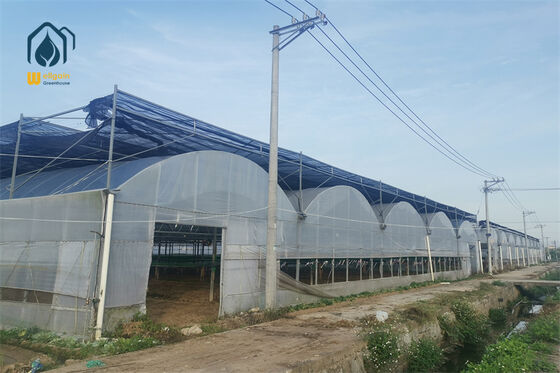Un buen precio. Invernadero de película múltiple para el cultivo comercial de flores en línea
