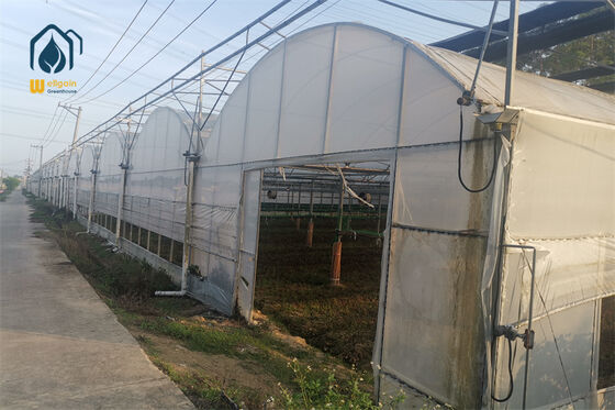 Quality Multi Span Greenhouse with Full Insect Proof Netting System factory