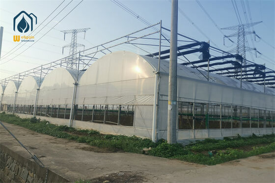 Quality Multi Span Greenhouse with Pad and Fan Cooling System for Hot Climate factory