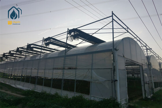 کیفیت گلخانه بزرگ کشاورزی چند دهانه با سیستم سایبان داخلی کارخانه